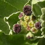 Primula auricula 'Black Jack' - 