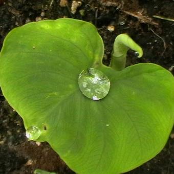 Colocasia esculenta