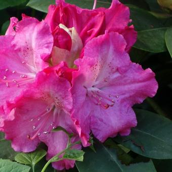 Rhododendron 'Arabesk'