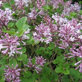 Syringa meyeri 'Palibin'