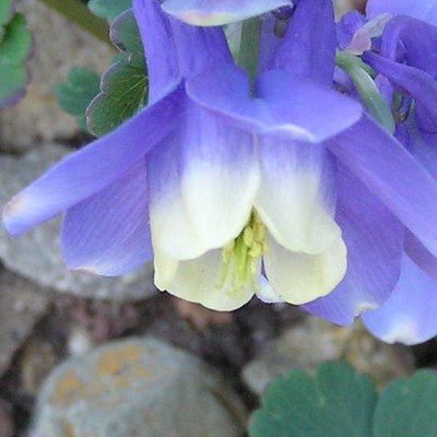 Aquilegia flabellata 'Blue JEWEL' - 