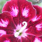 Dianthus 'Sops-in-Wine' - 