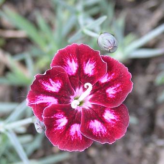 Dianthus 'Sops-in-Wine'