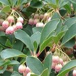 Enkianthus - 