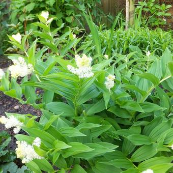 Maianthemum racemosum