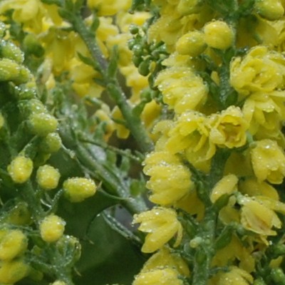 Mahonia japonica - Japanische Mahonie