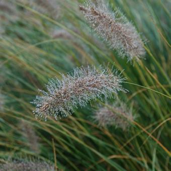 Pennisetum alopecuroides f. viridescens