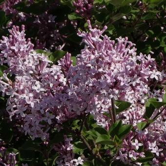 Syringa pubescens subsp. microphylla 'Superba'