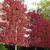 Liquidambar styraciflua 'Worplesdon'