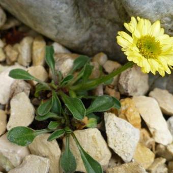 Erigeron aureus 'Canary Bird'