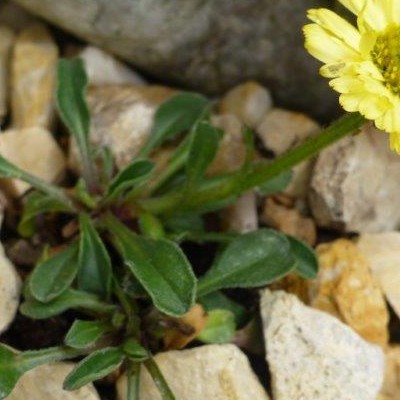 Erigeron aureus 'Canary Bird' - 