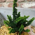 Chamaecyparis obtusa 'Chirimen' - 