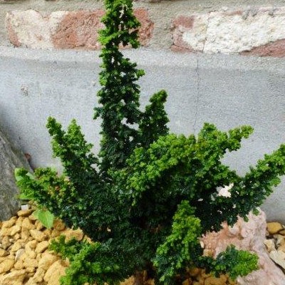 Chamaecyparis obtusa 'Chirimen' - 