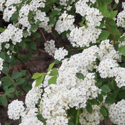 Spiraea x vanhouttei - Spirée de Van Houtte - Spiraea x vanhouttei