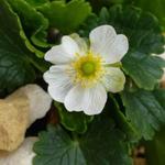 Ranunculus bilobus - Zweilappiger Hahnenfuss