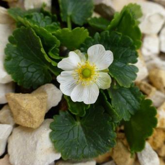 Ranunculus bilobus