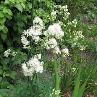 Thalictrum delavayi 'Album'