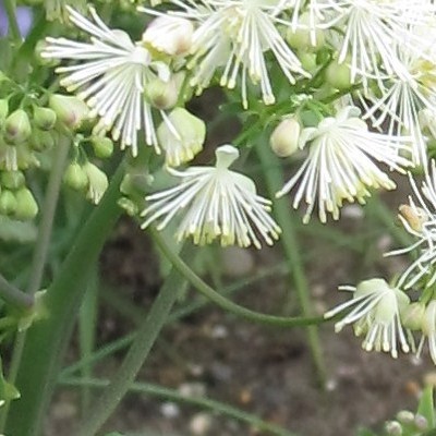 Thalictrum delavayi 'Album'