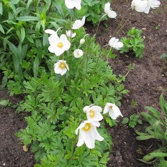 Anemone sylvestris