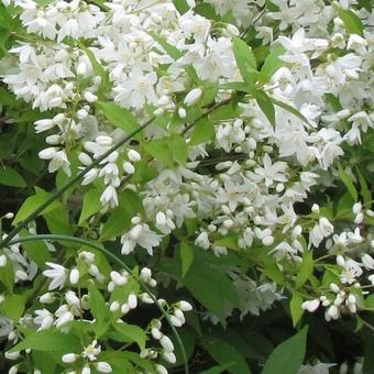 Deutzia gracilis