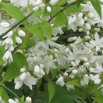 Deutzia gracilis - Deutzia gracilis