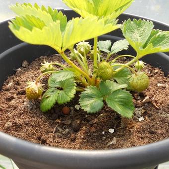 Fragaria x ananassa 'Elsanta'