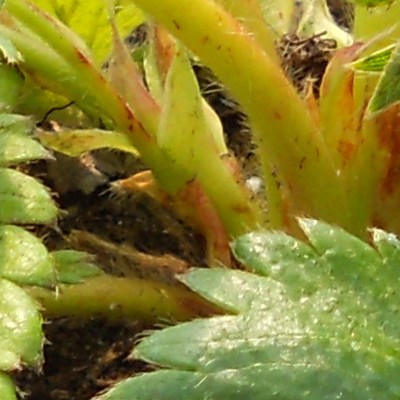 Fragaria x ananassa 'Elsanta' - Fragaria x ananassa 'Elsanta'