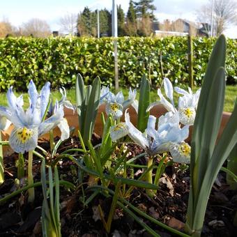 Iris 'Katharine Hodgkin'