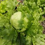 Lactuca sativa var. capitata - Gartensalat