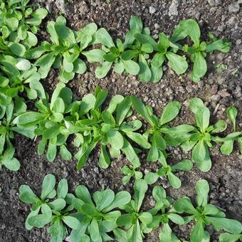 Valerianella locusta