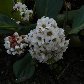 Bergenia 'Silberlicht'