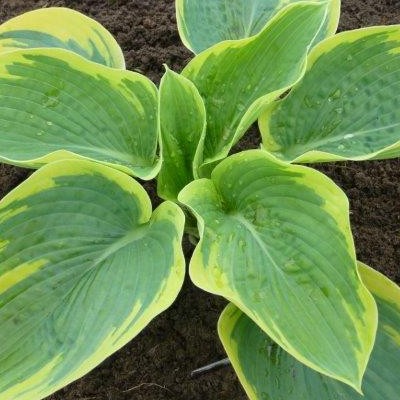 Hosta 'Goldbrook Glory' - 