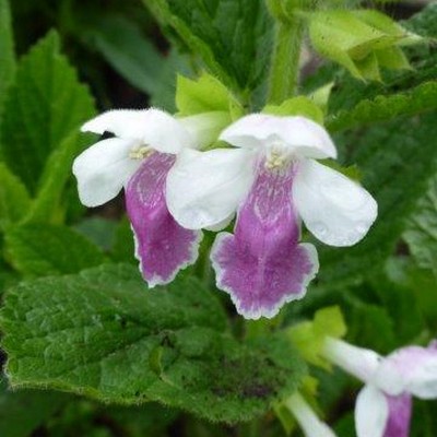 Melittis melissophyllum 'Royal Velvet Distinction' - 