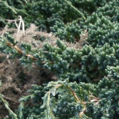 Juniperus squamata 'Meyeri' - 