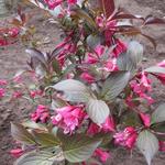 Weigela florida 'Alexandra' - 