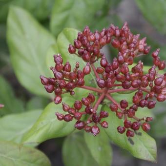 Viburnum tinus 'Gwenllian'