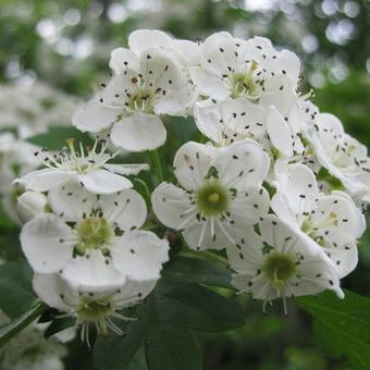 Crataegus monogyna