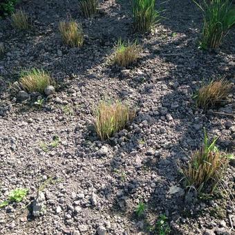 Panicum virgatum 'Prairie Sky'