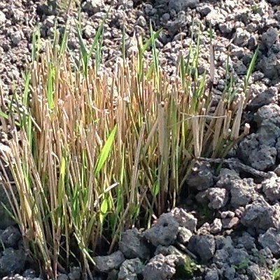 Panicum virgatum 'Prairie Sky' - Panicum virgatum 'Prairie Sky'