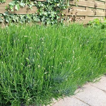 Lavandula angustifolia  'Munstead'