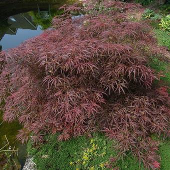 Acer palmatum var. dissectum 'Pendulum Julian'