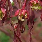 Acer palmatum var. dissectum 'Pendulum Julian' - 