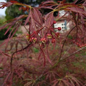 Acer palmatum var. dissectum 'Pendulum Julian'