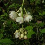 Staphylea pinnata - Gemeine Pimpernuss