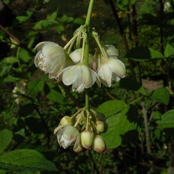 Staphylea pinnata