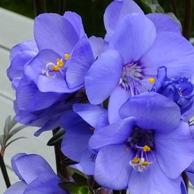 Polemonium yezoense var. hidakanum 'Bressingham Purple'