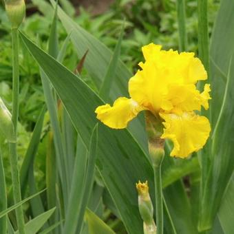 Iris germanica