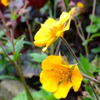 Geum coccineum 'Carlskaer'