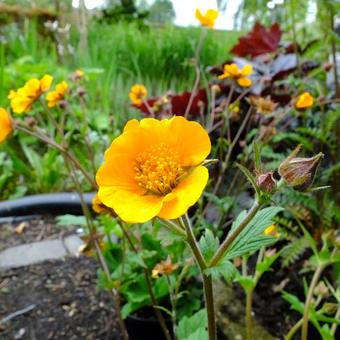 Geum coccineum 'Carlskaer'