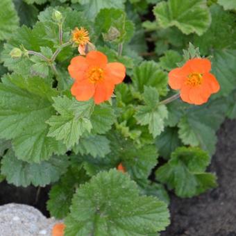 Geum 'Sigiswang'